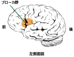 ブローカ領域JPc