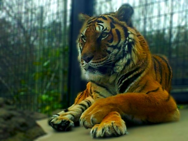 large feline of forests in most of Asia having a tawny coat with black stripes.